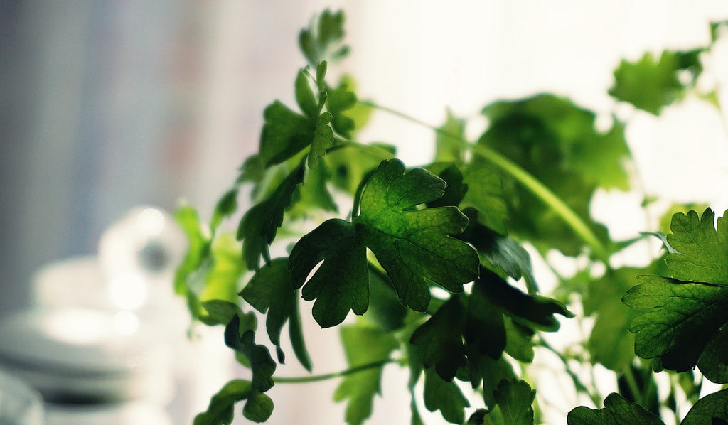 A cinematic shot of cilantro with a blurry background .